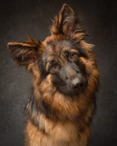 German Shepherd dog with a luxurious coat on an oliphant inspired backdrop