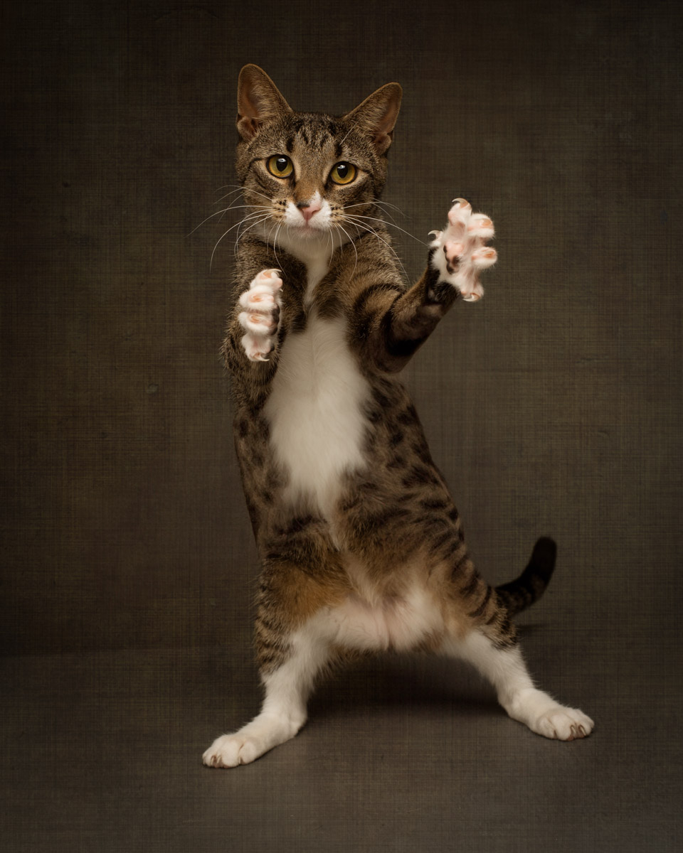 tabby cat standing on two legs ready to play with a dark painterly backdrop