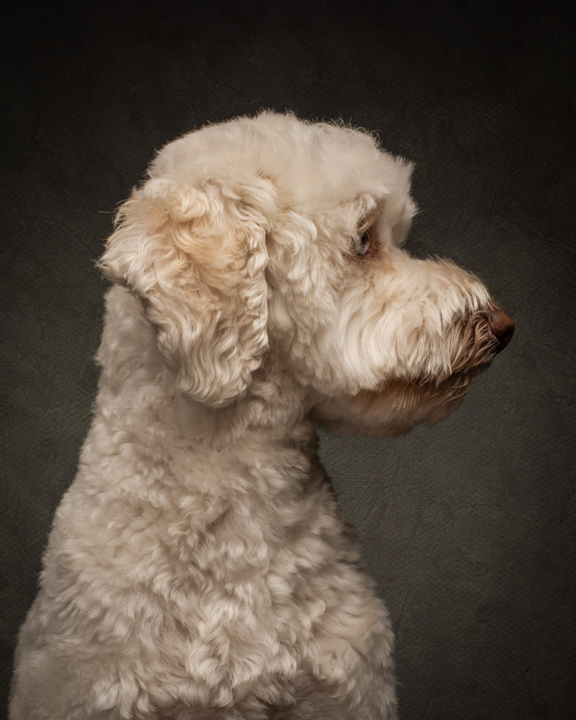 old masters style portrait of a cream curly coated dog