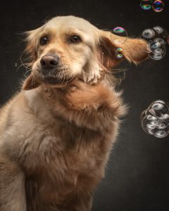 studio pet photography portrait of a golden retriever on a dark oliphant inspired background with bubbles with overhead lighting