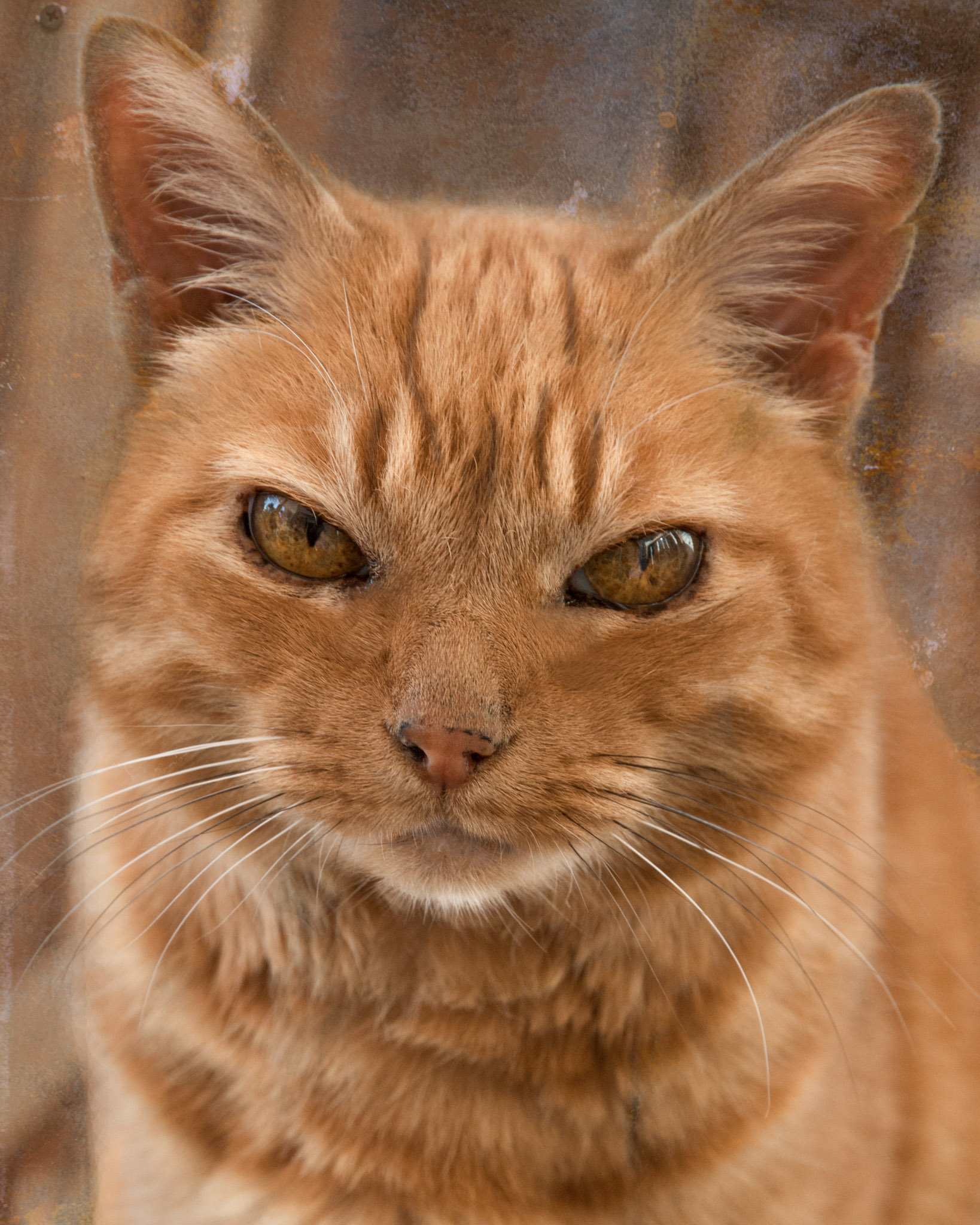 ginger cat looking lovingly at the camera