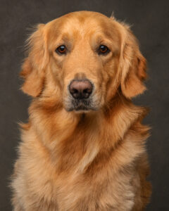 golden-retriever-looking-at-camera