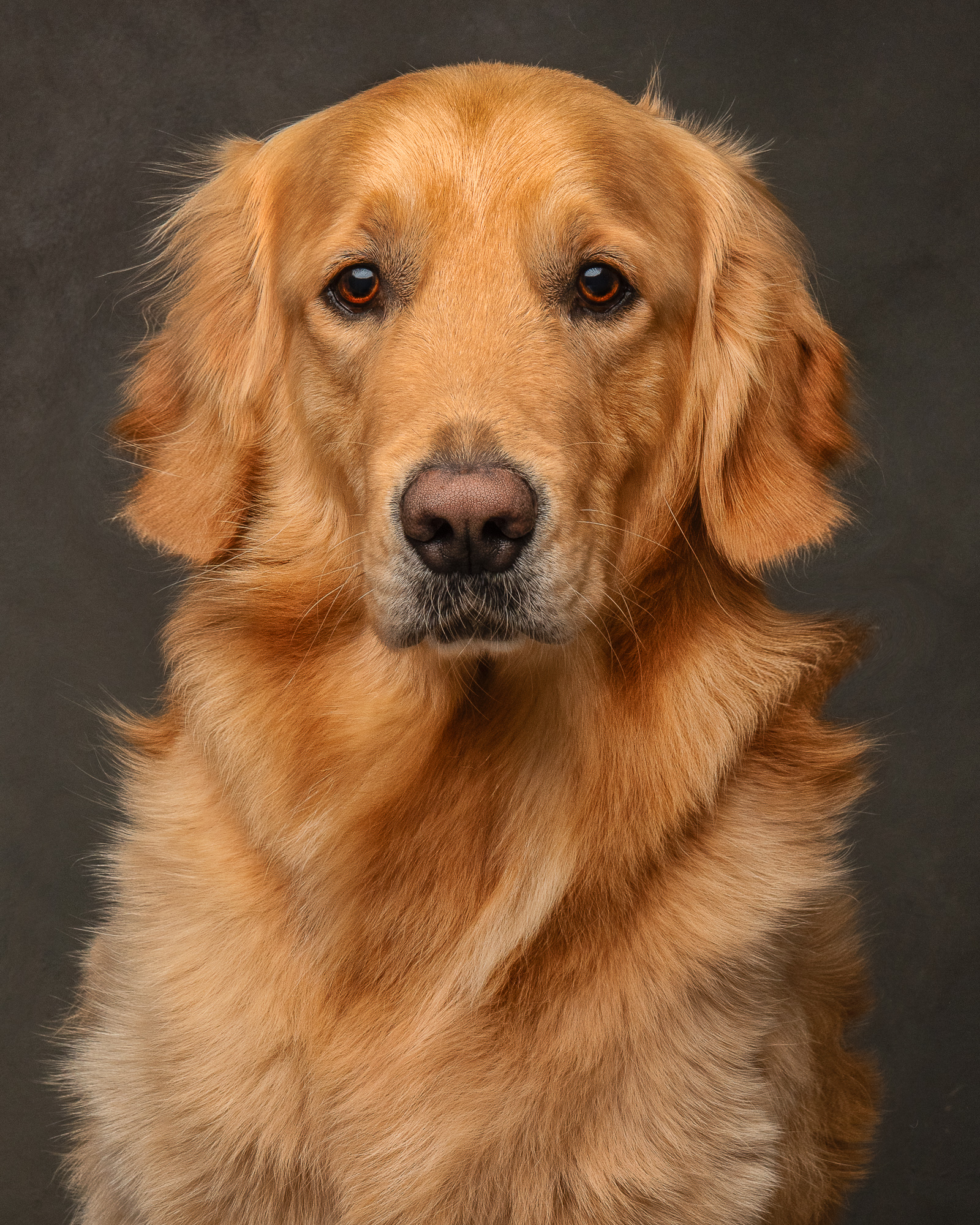 7 DOG PHOTOGRAPHY TIPS FOR BETTER PHOTOS OF YOUR DOG
