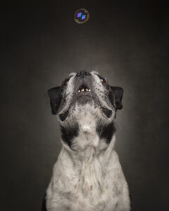 black-and-white-dog-looking-up-at-bubble-fine-art-portrait