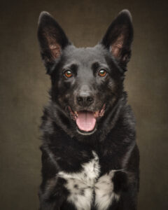 black-kelpie-fine-art-pet-portrait-perth
