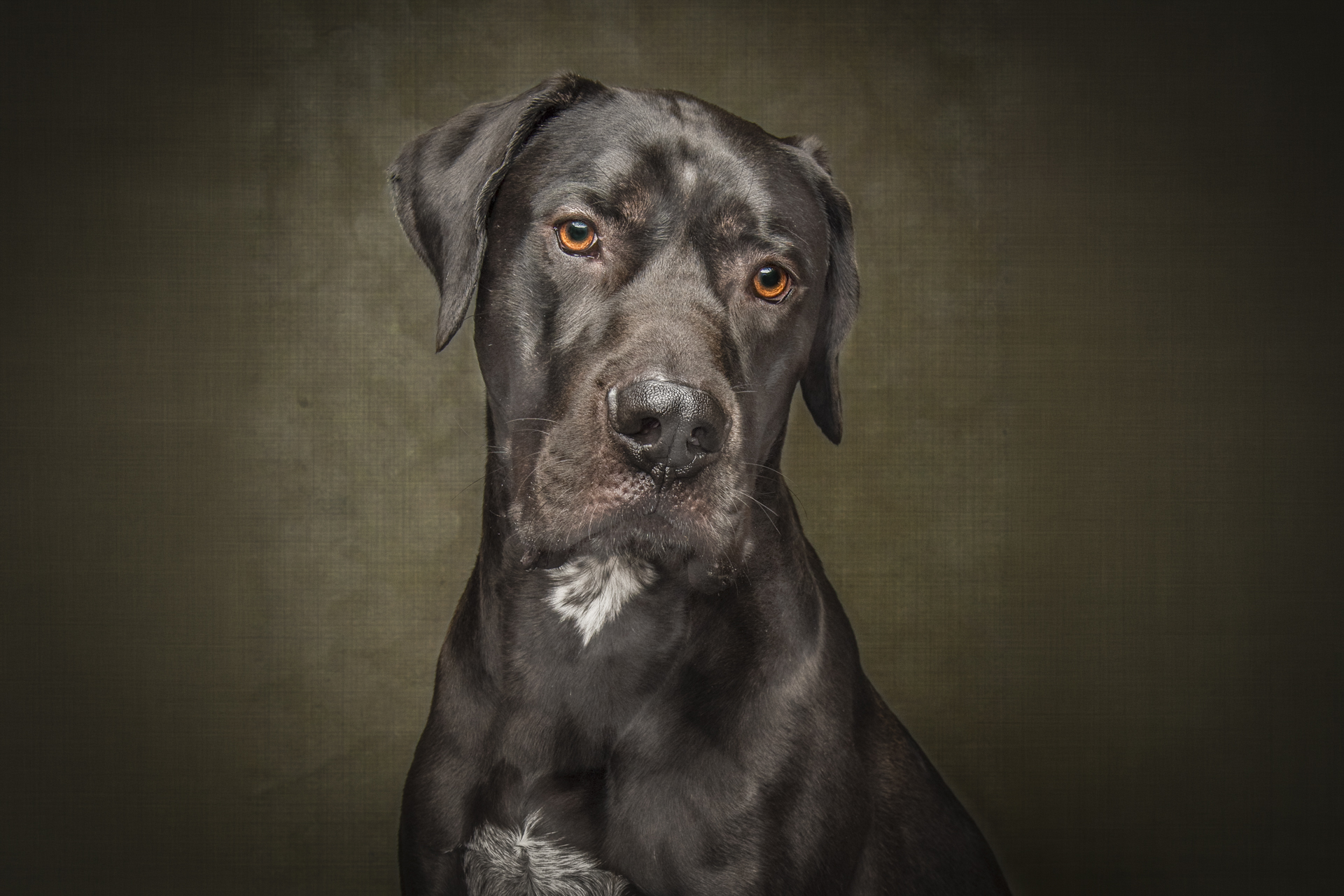 black-great-dane-staring-directly-at-camera
