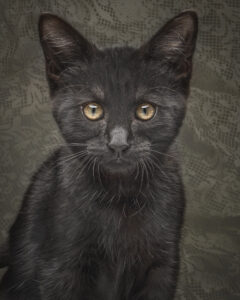 black-kitten-alert-ears-golden-eyes-portrait
