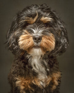 black-tan-and-white-teddy-bear-dog-portrait