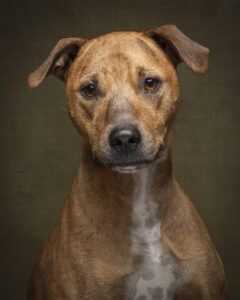 brindle-dog-close-up-fine-art-photograph