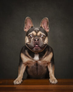 brown-and-tan-french-bulldog-pet-photography-perth