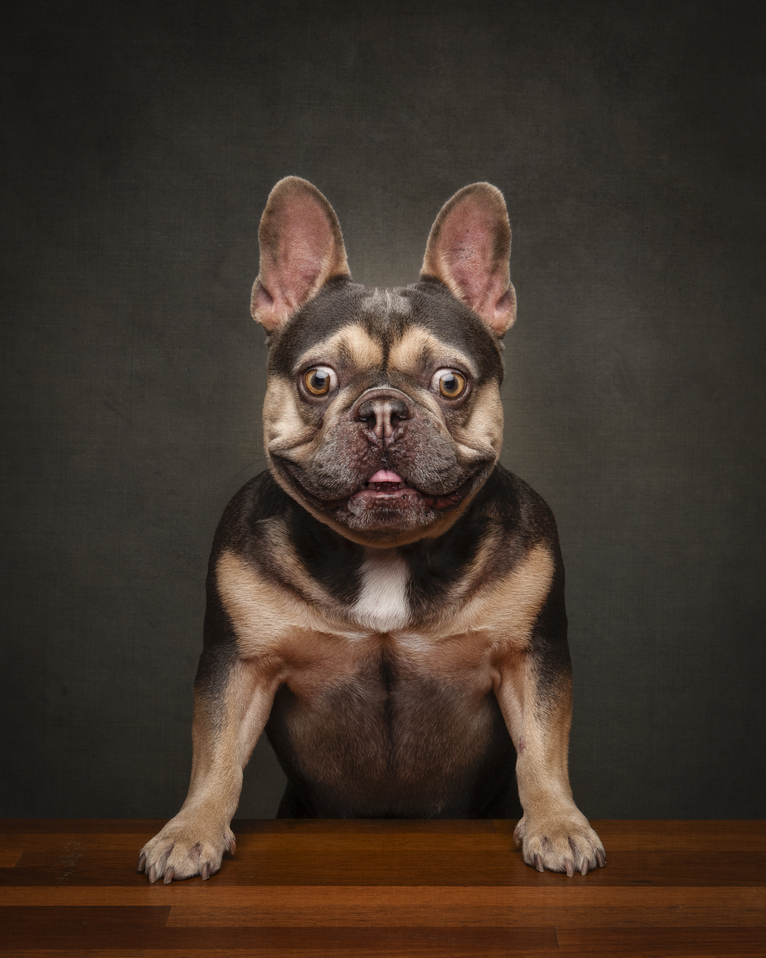 brown-and-tan-french-bulldog-pet-photography-perth