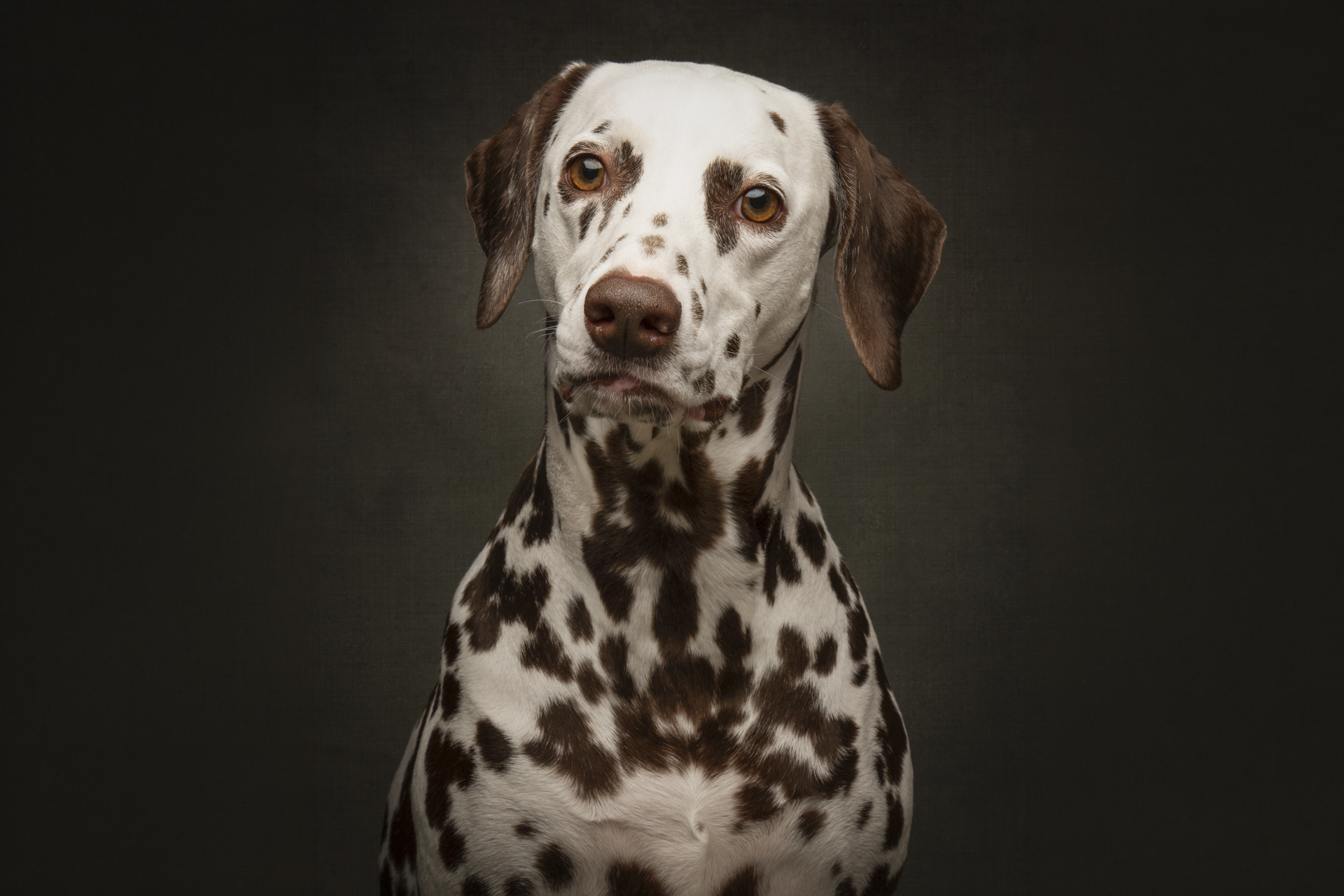 brown-and-white-dalmation-dog-straight-on-portait