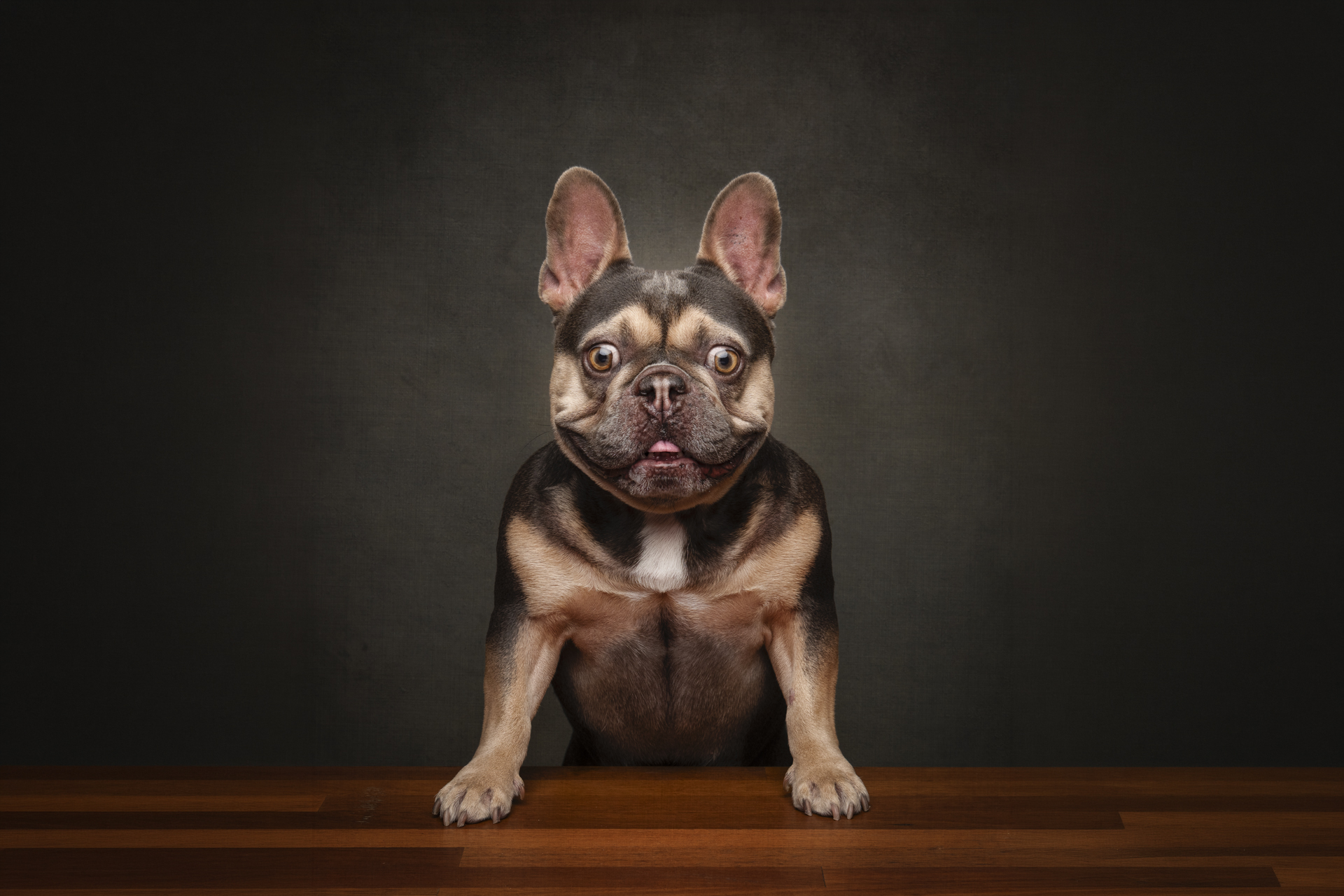 chocolate-tan-french-bulldog-portrait-perth