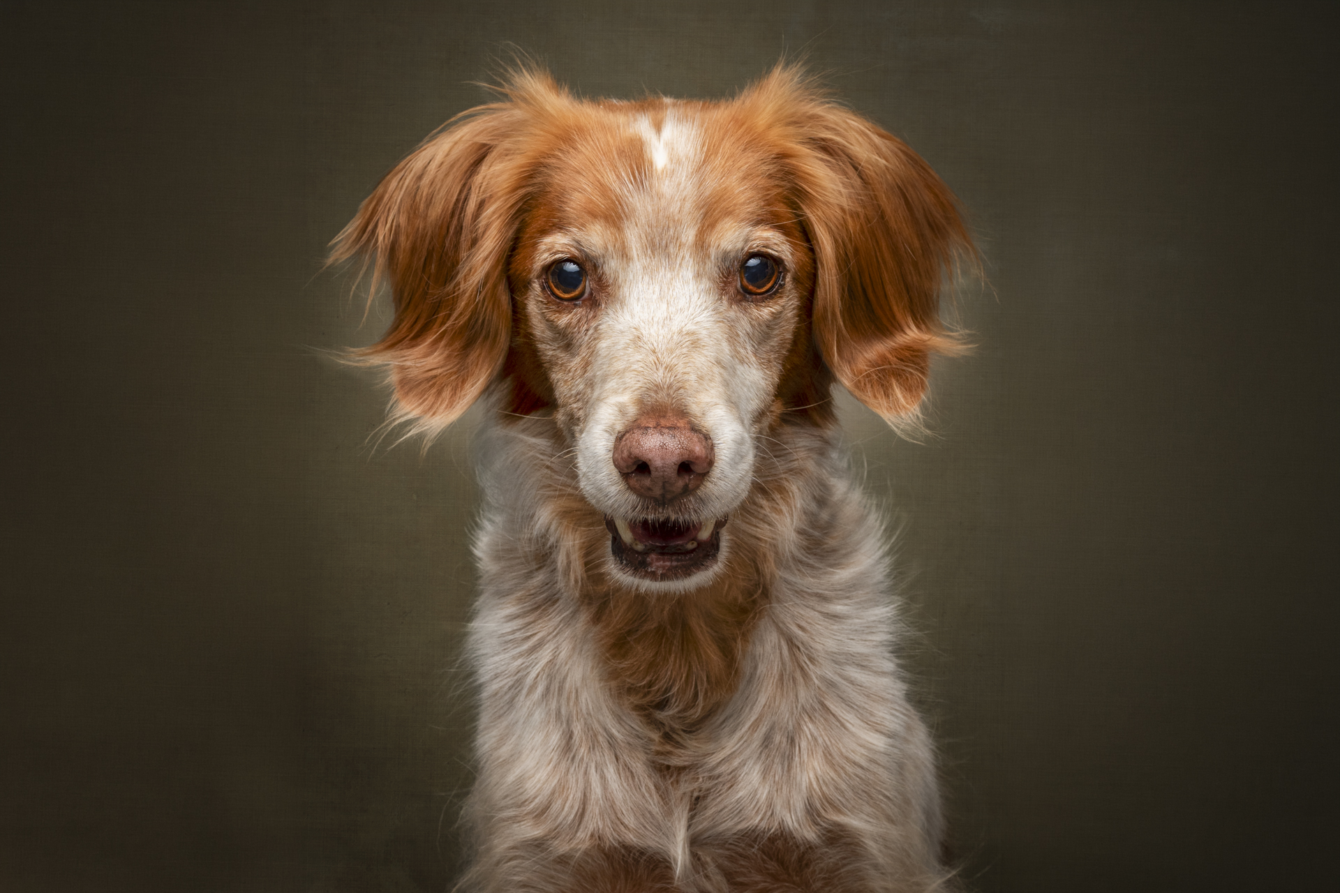 red-and-white-spaniel-type-dog-studio-portrait