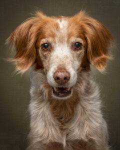red-and-white-spaniel-type-dog-studio-portrait