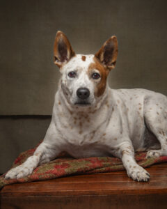 red-white-australian-cattle-dog-portrait-photography
