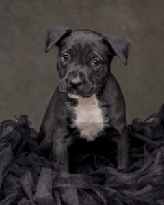 Black puppy with white chest photographed by a pet photographer in Perth, Western Australia