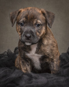 Black and tan puppy with a white chest sitting on a wooden table against a dark studio backdrop