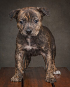 Brindle puppy with a white chest standing on a wooden table against a dark studio backdrop