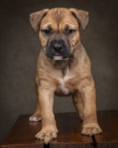 Brown puppy standing for a studio portrait with a pet photographer in Perth, Western Australia