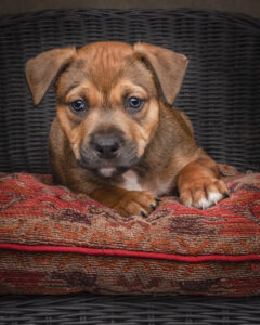 Brown puppy lying on a patterned cushion on a dark wicker chair