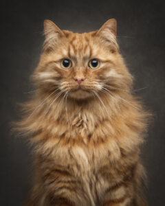 Long-haired ginger cat portrait photographed by a pet photographer in Perth, Western Australia