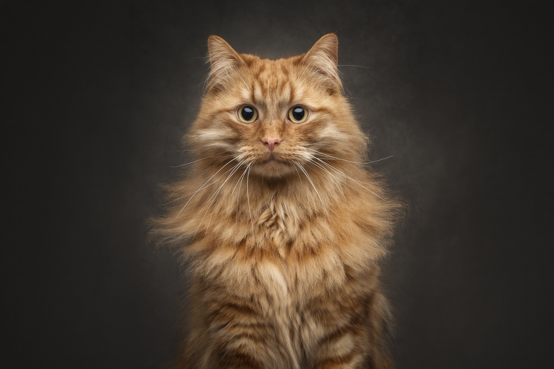 Long-haired ginger cat portrait photographed by a pet photographer in Perth, Western Australia