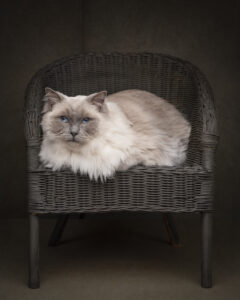 Blue-eyed Ragdoll cat photographed in a studio portrait by a pet photographer in Perth, Western Australia