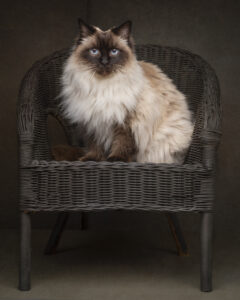 Ragdoll cat portrait photographed by a professional pet photographer in Perth, Western Australia