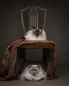 Two Ragdoll cats with blue eyes photographed together by a pet photographer in Perth, Western Australia