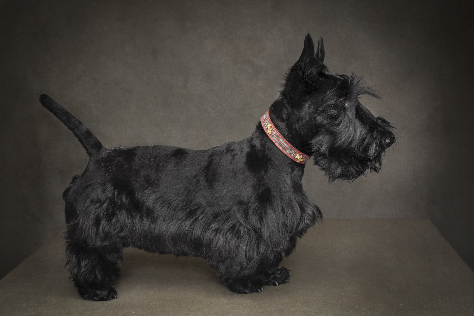 Black Scottish Terrier photographed in a studio portrait by a pet photographer in Perth, Western Australia