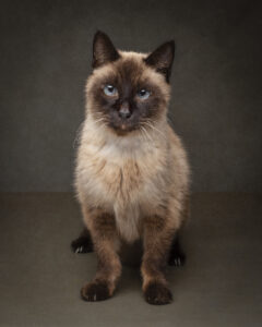 Siamese cat with blue eyes photographed by a pet photographer in Perth, Western Australia