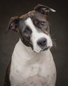 Brindle and white Staffy photographed in a studio portrait by a pet photographer in Perth, Western Australia
