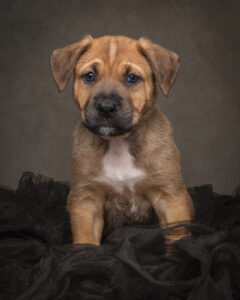 Tan puppy with a white chest photographed in a studio portrait by a pet photographer in Perth, Western Australia
